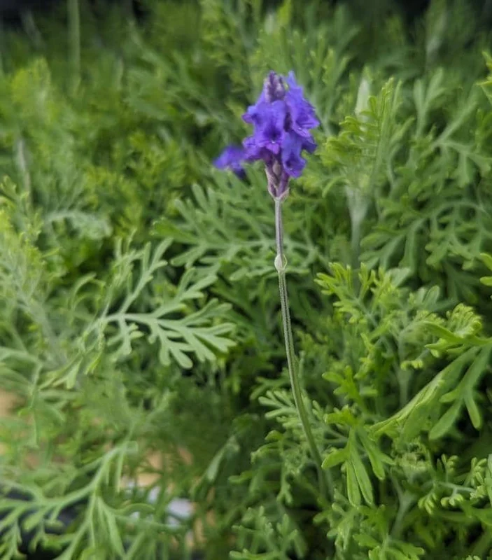 Fern Leaf Lavender Live Plant Seedling - 6-11" Tall Herb for Garden & Pot - Image 3