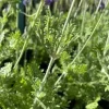 Fern Leaf Lavender Live Plant Seedling - 6-11" Tall Herb for Garden & Pot - Image 1