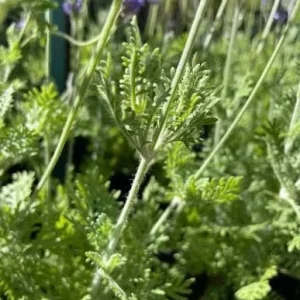 Fern Leaf Lavender Live Plant Seedling - 6-11" Tall Herb for Garden & Pot - Image 1