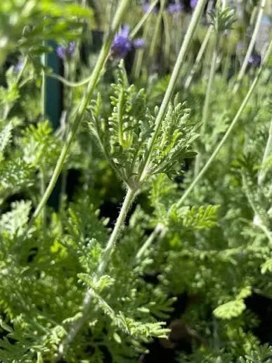 Fern Leaf Lavender Live Plant Seedling - 6-11" Tall Herb for Garden & Pot - Image 1
