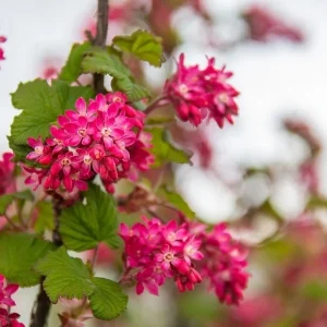 Flowering Currant Live Plant – 4in Pot – Outdoor Deciduous Shrub - Image 2