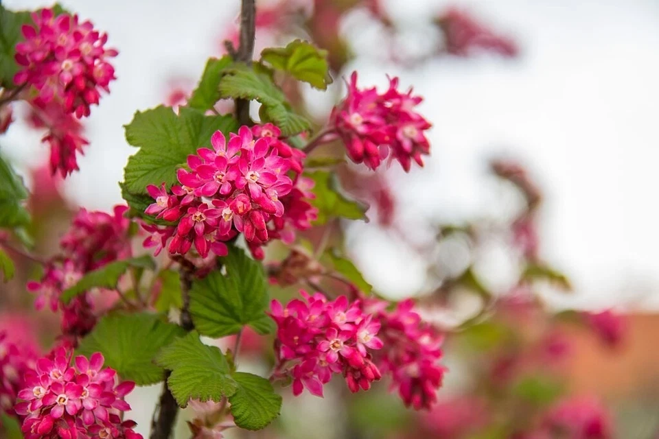 Flowering Currant Live Plant – 4in Pot – Outdoor Deciduous Shrub - Image 2