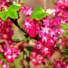 Flowering Currant Live Plant – 4in Pot – Outdoor Deciduous Shrub - Image 1
