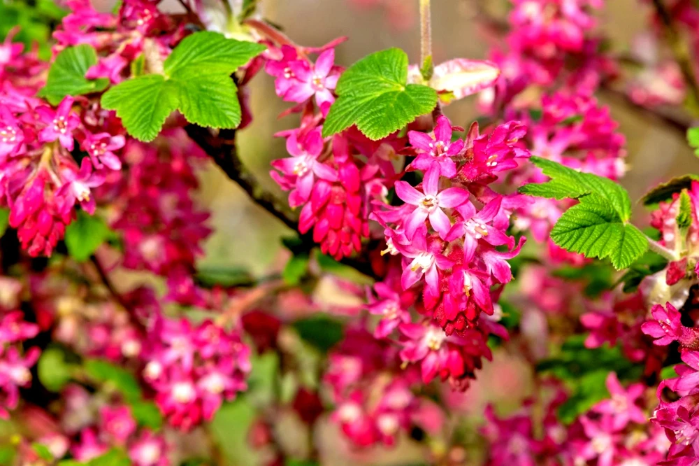 Flowering Currant Live Plant – 4in Pot – Outdoor Deciduous Shrub - Image 1