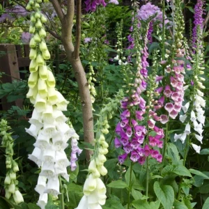 Foxglove Live Plant – Digitalis Purpurea – 3 inch Pot – Outdoor Perennial - Image 2