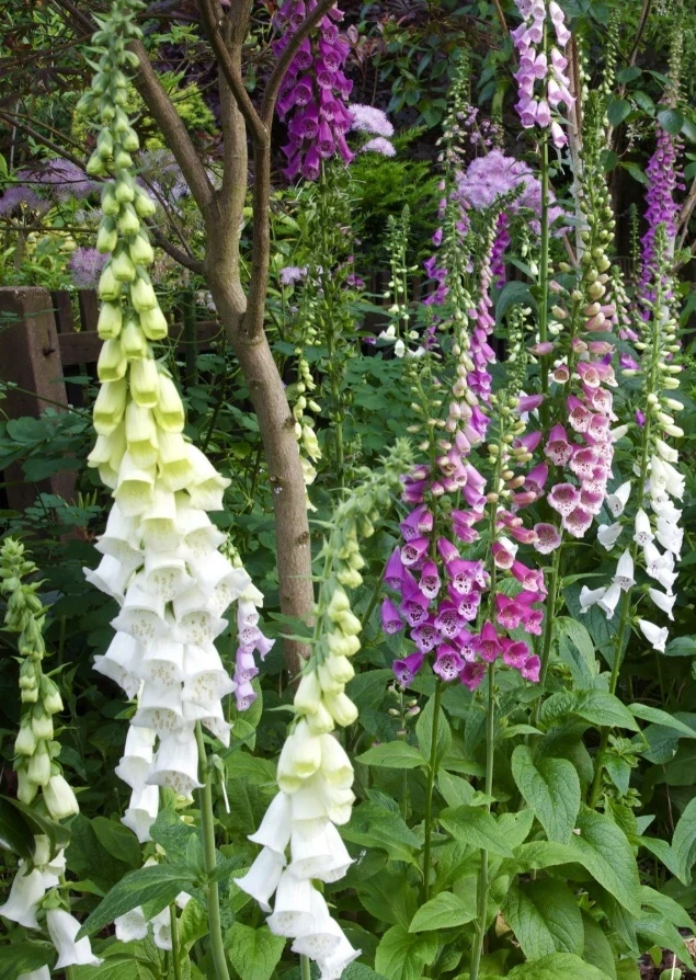 Foxglove Live Plant – Digitalis Purpurea – 3 inch Pot – Outdoor Perennial - Image 2