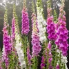 Foxglove Live Plant – Digitalis Purpurea – 3 inch Pot – Outdoor Perennial - Image 1