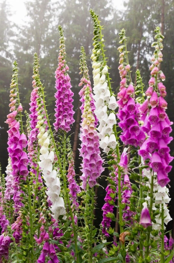 Foxglove Live Plant – Digitalis Purpurea – 3 inch Pot – Outdoor Perennial - Image 1
