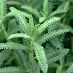 French Lavender Live Plant 5-7 inch Seedling - Fragrant Herb - Image 2