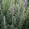 French Lavender Live Plant 5-7 inch Seedling - Fragrant Herb - Image 1