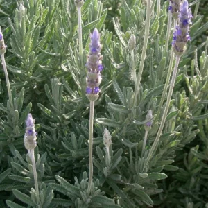 French Lavender Live Plant 5-7 inch Seedling - Fragrant Herb - Image 1