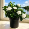 Frostproof Jasmine Live Plant, Fragrant White Flowering Vine, 4-6 Inches Tall, Outdoor - Image 1