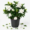 Frostproof Jasmine Live Plant - Fragrant White Flowering Vine, 4-6 Inch Tall - Image 1