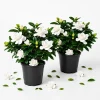 Frostproof Jasmine Live Plant Set, 2 Pack, 4-6 Inch Tall, Fragrant White Flowering Vine, Outdoor - Image 1