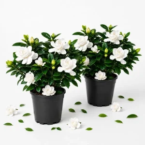 Frostproof Jasmine Live Plant Set, 2 Pack, 4-6 Inch Tall, Fragrant White Flowering Vine, Outdoor - Image 1