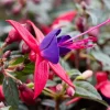 Fuchsia Live Plant – Royal Blue & Red Blooms, 5-7 inch Trailing Flowering Plant - Image 1
