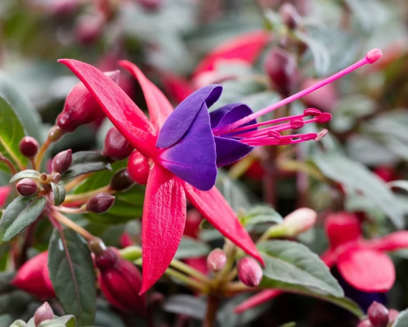 Fuchsia Live Plant – Royal Blue & Red Blooms, 5-7 inch Trailing Flowering Plant - Image 1