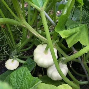 Ghost White Pumpkin Live Plant – 3 inch Pot – Unique Halloween Decor - Image 2