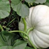 Ghost White Pumpkin Live Plant – 3 inch Pot – Unique Halloween Decor - Image 1