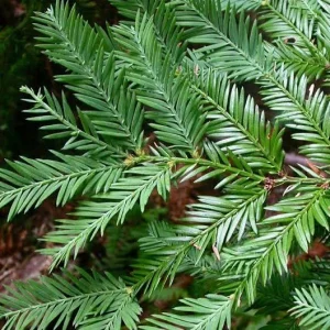 Giant Sequoia Conifer Live Plant – 4 inch Pot – Outdoor Tree Seedling - Image 2