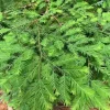 Giant Sequoia Conifer Live Plant – 4 inch Pot – Outdoor Tree Seedling - Image 1