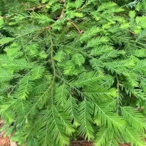 Giant Sequoia Conifer Live Plant – 4 inch Pot – Outdoor Tree Seedling - Image 1