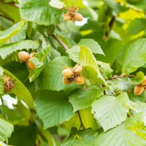 Gilbert Nut Tree Live Plant – 5 inch Pot – Outdoor Hazelnut - Image 1