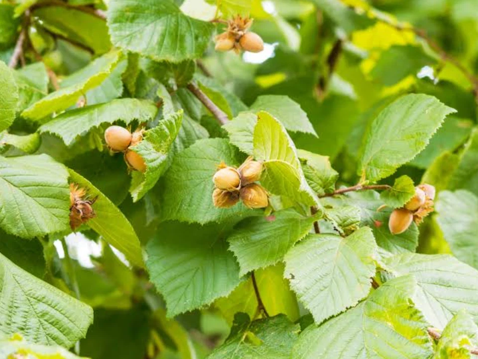 Gilbert Nut Tree Live Plant – 5 inch Pot – Outdoor Hazelnut - Image 1