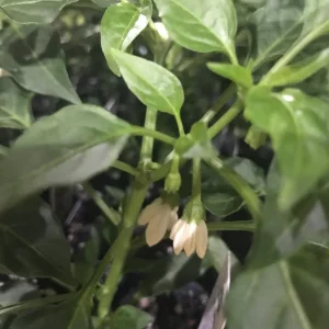 Golden Cayenne Pepper Live Plant - 2 Pack, 6-11