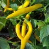 Golden Cayenne Pepper Live Plant - 2 Pack, 6-11" Tall, Spicy, Garden Ready - Image 1