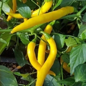 Golden Cayenne Pepper Live Plant - 2 Pack, 6-11