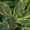 Golden Sage Live Plant - Variegated Perennial Herb - 4 Inch Pot - Outdoor - Image 1