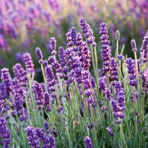 Goodwin Creek Lavender Live Plant - 6-11