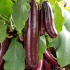 Hansel Eggplant Live Plant - 8-13" Seedling, Compact Purple Aubergine - Image 1