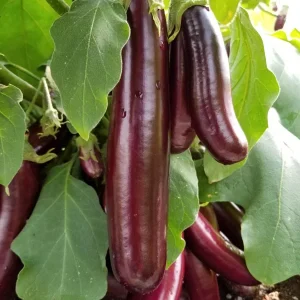 Hansel Eggplant Live Plant - 8-13" Seedling, Compact Purple Aubergine - Image 1