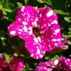 Headliner Pink Sky Petunia Live Plant - Vibrant Pink Flowers, 4.5 inch Pot, Outdoor - Image 1