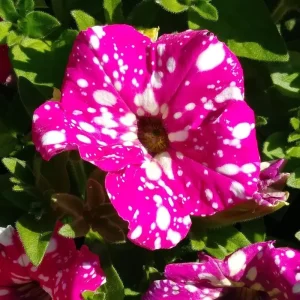 Headliner Pink Sky Petunia Live Plant - Vibrant Pink Flowers, 4.5 inch Pot, Outdoor - Image 1