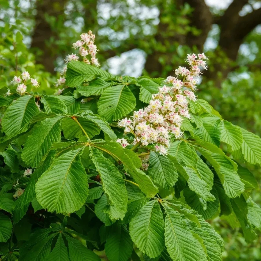 Horse Chestnut Tree Live Plant - Aesculus hippocastanum - Outdoor Shade Tree - Image 2