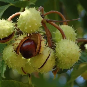 Horse Chestnut Tree Live Plant - Aesculus hippocastanum - Outdoor Shade Tree - Image 1