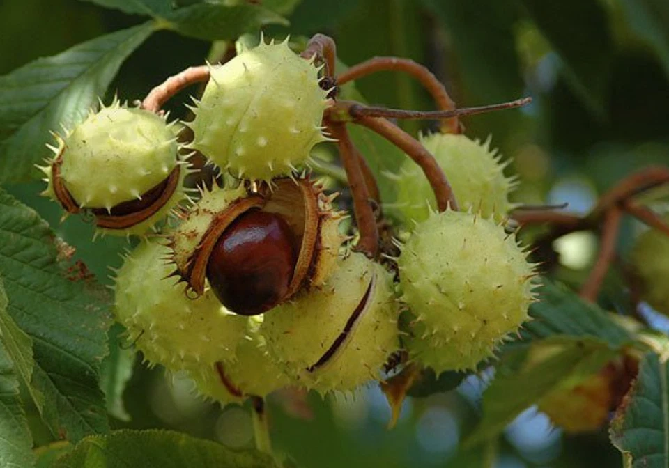 Horse Chestnut Tree Live Plant - Aesculus hippocastanum - Outdoor Shade Tree - Image 1