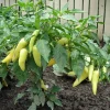 Hot Banana Pepper Live Plants - 2 Seedlings, 4-6 inches Tall - Capsicum Annuum for Outdoor Garden - Image 1