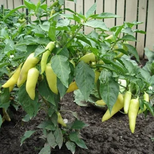 Hot Banana Pepper Live Plants - 2 Seedlings, 4-6 inches Tall - Capsicum Annuum for Outdoor Garden - Image 1