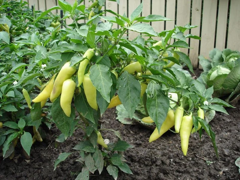 Hot Banana Pepper Live Plants - 2 Seedlings, 4-6 inches Tall - Capsicum Annuum for Outdoor Garden - Image 1
