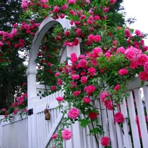 Hot Pink Climbing Rose Live Plant – 3 inch Pot – Outdoor Garden - Image 2