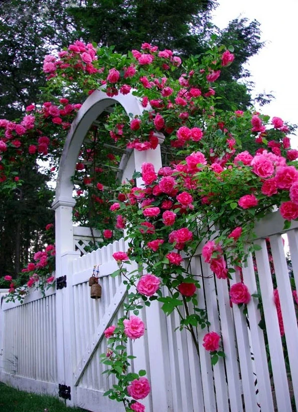 Hot Pink Climbing Rose Live Plant – 3 inch Pot – Outdoor Garden - Image 2