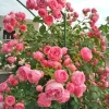 Hot Pink Climbing Rose Live Plant – 3 inch Pot – Outdoor Garden - Image 1