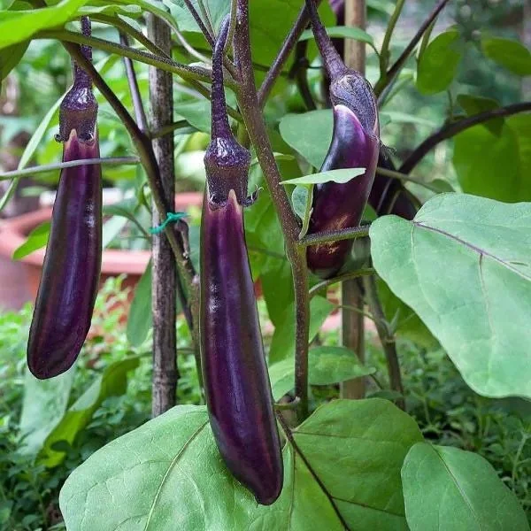 Ichiban Japanese Long Eggplant Live Plants - 2 Seedlings, 10-14 inch, Fruiting, Outdoor - Image 1