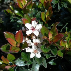 Indian Hawthorne Live Plant – Outdoor Shrub – 3 inch Pot - Image 2