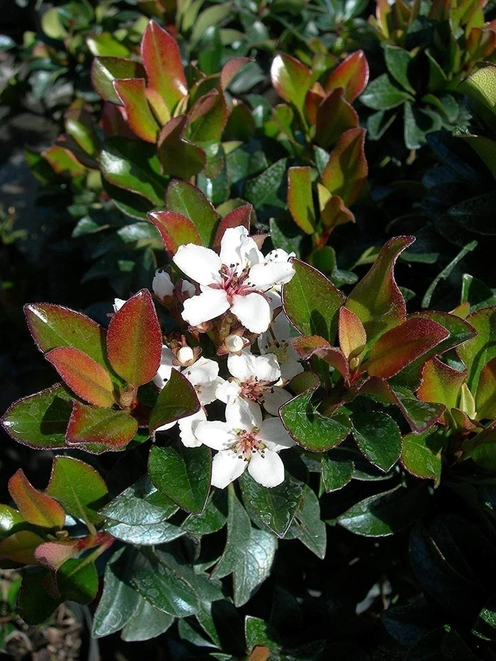 Indian Hawthorne Live Plant – Outdoor Shrub – 3 inch Pot - Image 2