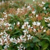 Indian Hawthorne Live Plant – Outdoor Shrub – 3 inch Pot - Image 1